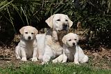 LABRADOR 1037